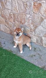 Shiba inu cucciola pedigree Enci