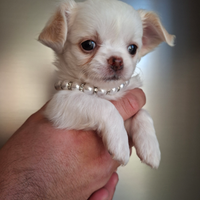 Chihuahua tg toy pedigree enci