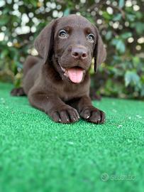 Labrador pedigree
