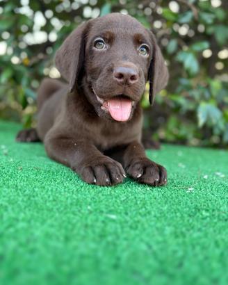 Labrador pedigree