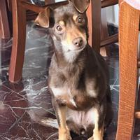 Cane meticcio pincher