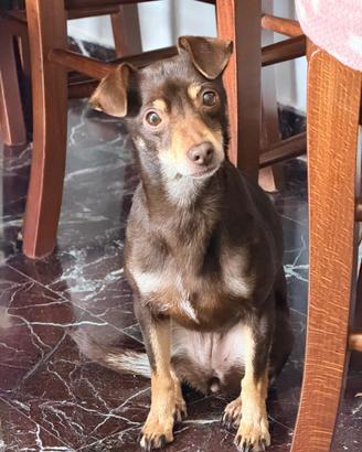 Cane meticcio pincher