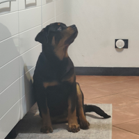 Cucciola di razza Rottweiler 5 mesi