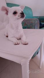 I piccola di chihuahua f