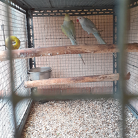 Coppia parrocchetti dal collare