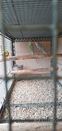 Coppia parrocchetti dal collare