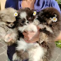 Spitz di Pomerania nano