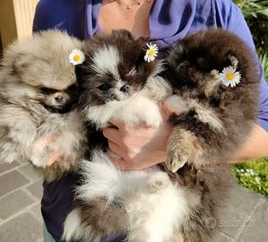 Spitz di Pomerania nano