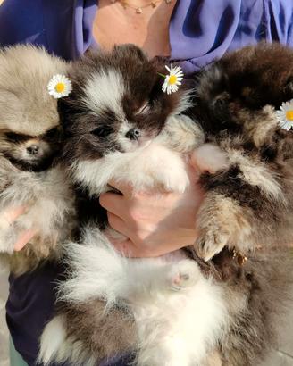 Spitz di Pomerania nano