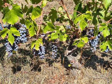 Uva multivarietale per vino