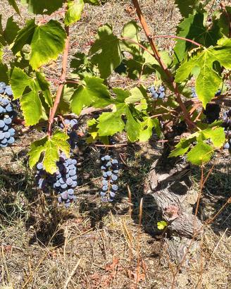 Uva multivarietale per vino