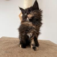 Cuccioli di Maine coon