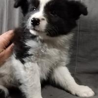 Cuccioli border collie