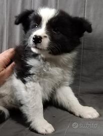 Cuccioli border collie