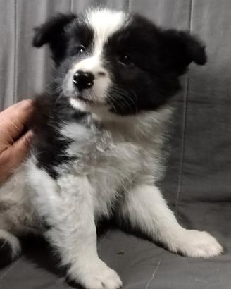 Cuccioli border collie