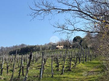 RUSTICO A CINTO EUGANEO