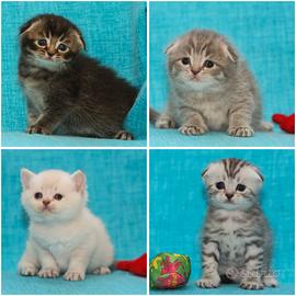 Scottish fold, Scottish straight