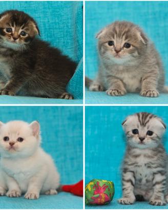 Scottish fold, Scottish straight