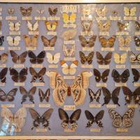 Quadro farfalle Taiwan