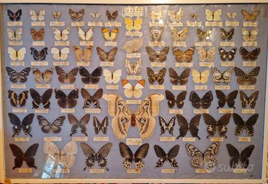 Quadro farfalle Taiwan