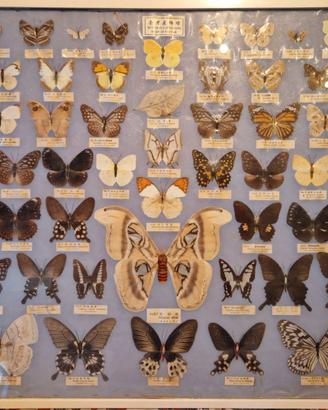 Quadro farfalle Taiwan