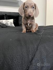 Bassotto nano color isabella