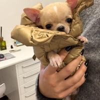 Chihuahua
