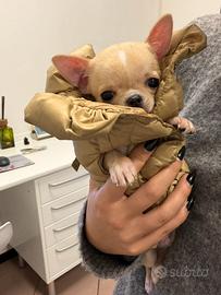 Chihuahua