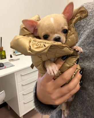 Chihuahua