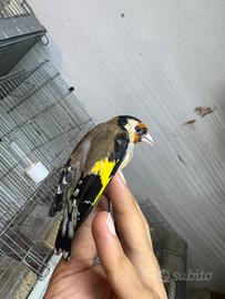 Cardellino