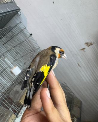 Cardellino