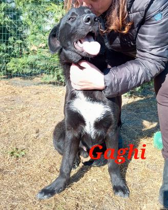 Gaghy