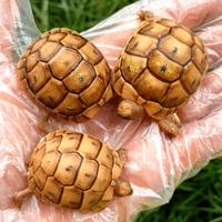 Tartaruga greca testudo graeca terrestris