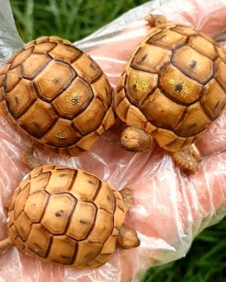 Tartaruga greca testudo graeca terrestris