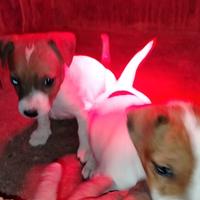 Cuccioli jack russell
