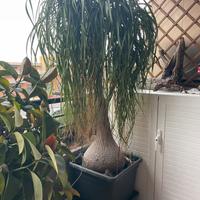 Pianta Beaucarnea pianta mangiafumo nolina