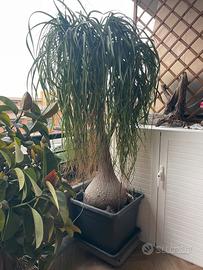 Pianta Beaucarnea pianta mangiafumo nolina