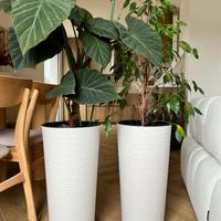 2 vasi alti per fiori con inserto (senza piante)