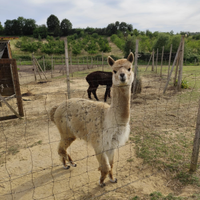 Alpaca stallone