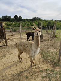 Alpaca stallone