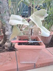 pianta Kalanchoe beharensis 