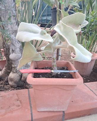 pianta Kalanchoe beharensis 