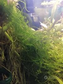 Mix di piante acquario