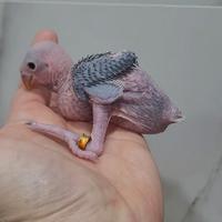 Parrocchetto dal collare