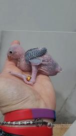 Parrocchetto dal collare