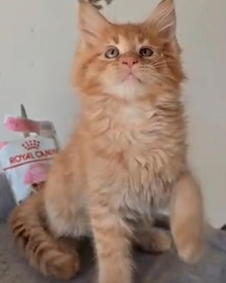 Cuccioli Maine Coon maschietti