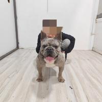 Animali bulldog francese per monda