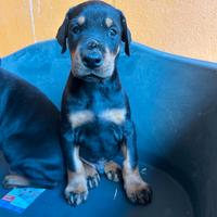 Cuccioli dobermann