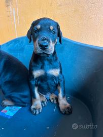 Cuccioli dobermann
