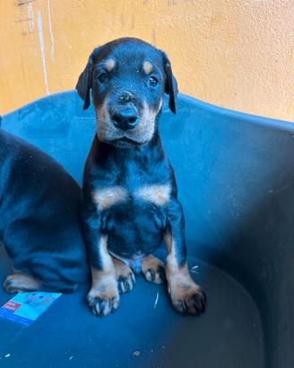 Cuccioli dobermann